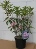 Lorbeerrose - Berglorbeer Moyland - Kalmia latifolia Produktbild-Vorschau 7