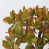 Jadepflanze - Crassula ovata 'Sunset' - Höhe 30-35cm - Produktbild-Vorschau 3