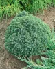 Picea glauca 'Echiniformis', Zwergfichte, kompakt, 20–25 cm Produktbild-Vorschau 11