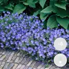 Bloomique - Lot de 6 - Geranium Johnsons Blue - Géranium Voir les images du produit 2