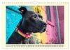 Pit Bull Terrier. Zwischen Wildblumen und Großstadtglanz Produktbild-Vorschau 14