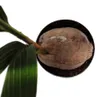 Echte Kokospalme - Cocos nucifera - mit echter Kokosnuss - Produktbild-Vorschau 4