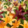 30 Lilien Zwiebeln Winterhart Mehrjährig - Budget Produktbild-Vorschau 2