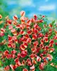 Cytisus scoparius 'Burkwoodii', Besenginster, rot, 30–40 cm Produktbild-Vorschau 3