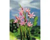 Mečík bahenní FloraSelf Schizostyllis coccinea 'Mrs Náhled obrázku produktu 3