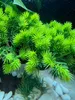Akvarijní dekorace bonsai aquarium, dekorace do akvária, Náhled obrázku produktu 7