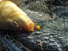 Method/Feeder Fluo Pop-Up Micro Boilies 8mm/20g Červený Náhled obrázku produktu 12
