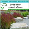 SAFLAX - Zestaw prezentowy - Japońska Trawa - 50 Nasiona - Podgląd zdjęcia produktu 5