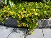 Stauden Gänge 100 x Waldsteinia ternata - Produktbild-Vorschau 2