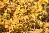 Physocarpus opulifolius 'Amber Jubilee', Blasenspiere, Produktbild-Vorschau 10