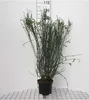 Cytisus (s) 'Lena' - Metla 40- 60 cm Kontajner Náhľad obrázku produktu 1