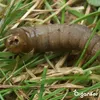 A close-up of a grub in grass. Produktbild-Vorschau