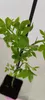 A close-up of a small green plant with thorns, supported by a dark stick, in a black pot. Anteprima dell’immagine prodotto