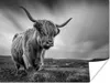 MuchoWow® Poster Kühe - Schottische Hochlandkühe - Natur - Produktbild-Vorschau 1