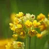 Wiesen-Schlüsselblume Samen - Primula veris - Produktbild-Vorschau 4