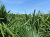 3 Stück XXL Palme winterhart 190 - 220 cm Trachycarpus Produktbild-Vorschau 5