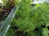 Dill Dillsamen Früh Zum Beizen 5G Produktbild-Vorschau 11