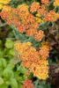 Achillea filipendulina 'Walter Funcke', Schafgarbe, orange, Produktbild-Vorschau 2
