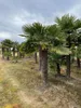 Palme Hanfpalme Trachycarpus Fortunei Gesamthöhe ca. 350 cm Produktbild-Vorschau 2