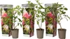 Hydrangea Paniculata 'Pink Lady' 30-50 cm – Produktbild-Vorschau 2