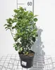 Viburnum tinus 'Lisa Rose'® - Schneeball 25- 30 cm - Produktbild-Vorschau 1