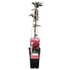 Lonicera Japonica 'Red World' - ↨65Cm - Ø15 Produktbild-Vorschau 1