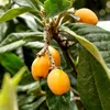 Eriobotrya japonica 'Tanaka', niesplik japoński, wysokość Podgląd zdjęcia produktu 4