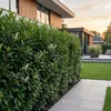 GreenboutiQ - Heckenpflanzen - Prunus lusitanica Produktbild-Vorschau 5
