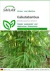 SAFLAX - Kalkuttabambus - Dendrocalamus strictus - 50 Samen Produktbild-Vorschau 1