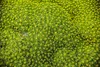 Stauden Gänge 1 x Azorella trifurcata 'Nana' - Adenpolster Produktbild-Vorschau 6