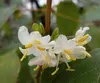 Lonicera fragrantissima - Chèvrefeuille d'hiver 40- 50 cm - Voir les images du produit 2