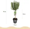 GreenboutiQ - Stamm Pflanze - Rosmarinus officinalis - Produktbild-Vorschau 5