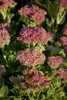 Sedum telephium, Fetthenne, ca. 9x9 cm Topf, sukkulent Produktbild-Vorschau 12