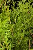 A close-up view of green foliage with brown branches against a black background. Produktbild-Vorschau