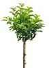 Laurier noble du Portugal 'Prunus Brenelia' Haute tige 80 - Voir les images du produit 1