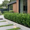 GreenboutiQ - Heckenpflanzen - Euonymus japonica Green Produktbild-Vorschau 5
