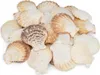 Pecten radula 0,5 kg, 5-7 cm, Kammmuscheln Produktbild-Vorschau