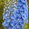 6 x Delphinium del Pacifico  - Delphinium 'Summer Skies'  | Anteprima dell’immagine prodotto 2