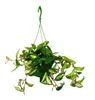 Zimmerpflanze zum Hängen - Hoya carnosa rubra - Produktbild-Vorschau 1