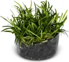 Eco Plant Echinodorus Tenellus - roślina invitro 5 sztuk Podgląd zdjęcia produktu 1