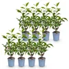 GreenboutiQ - Heckenpflanzen - Prunus lusitanica Produktbild-Vorschau 2