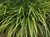 Stauden Gänge 1 x Carex morrowii 'Vanilla Ice' im 1 Liter Produktbild-Vorschau 2