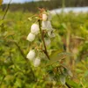 Close-up of blueberry flowers on a branch, with a blurred green background of foliage and a hint of sky. Anteprima dell’immagine prodotto