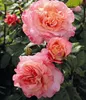 Dehner Rose Edelrose Augusta Luise®, Züchter Tantau, Produktbild-Vorschau 8