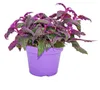 Gynura Purple Passion - Sametový list - Sametová kopřiva - Náhled obrázku produktu 2