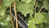 Bosch 0600849K00 Bosch UniversalHedgeCut 18-50 solo Productafbeelding-voorbeeld 13