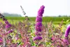 Buddleja davidii 'Royal Red', Schmetterlingsflieder, rot, Produktbild-Vorschau 8