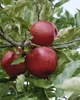 Malus 'Elstar', Apfelbaum, 40 cm Stammhöhe Produktbild-Vorschau 11