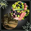 A collage showing a hand holding olives and an olive grove with trees. Produktbild-Vorschau