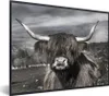 MuchoWow® Gerahmtes Poster Schottischer Highlander - Tiere Produktbild-Vorschau 1